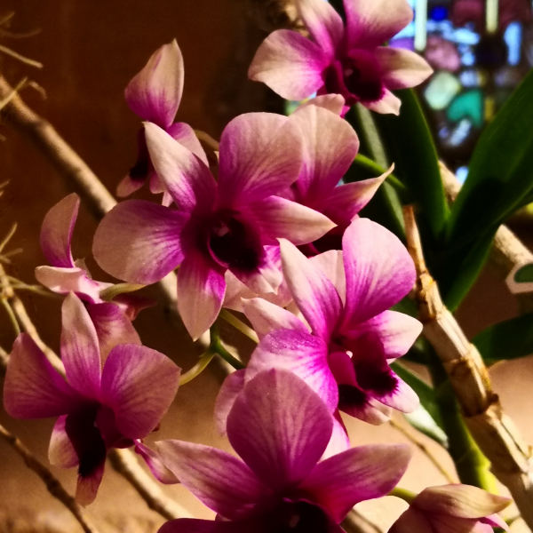 Fontfroide_2022